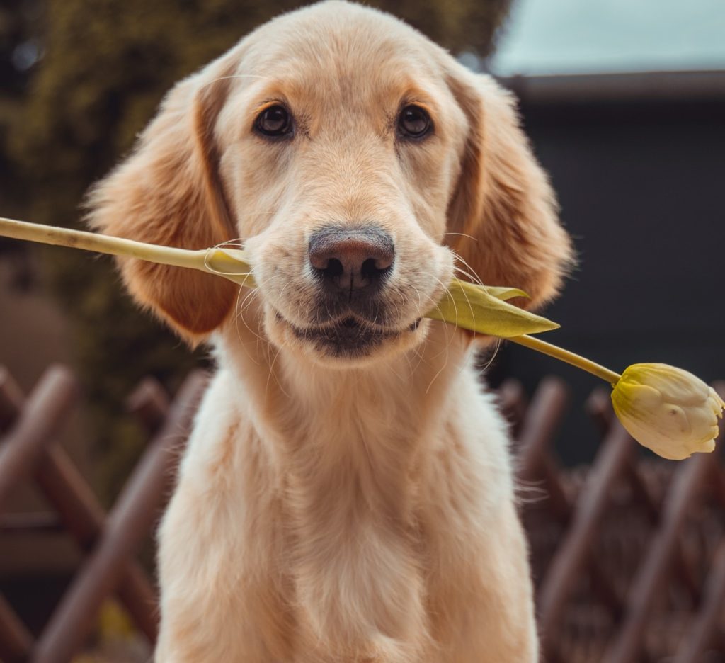 Every Dog Has Its Day Meaning In Tamil